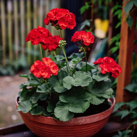 Martha Washington Geranium, Geranium Color, Geranium Care, Citronella Plant, Scented Geranium, Geranium Flower, Fountain Grass, Peace Lily, Flower Border