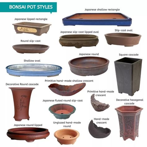 Bonsai Tree Pot Ideas, Growing Bonsai, Bonsai Tips, Easy Bonsai, Japanese Bonsai Garden, Bonsai Design, Bamboo Bonsai, Bonsai Forest Ideas, Bonsai Pots Ideas Diy