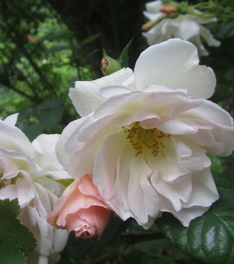 Rosa moscata Penelope Penelope Flower, Tattoos And Piercings, Piercings, Roses, Tattoos, Flowers, Pink