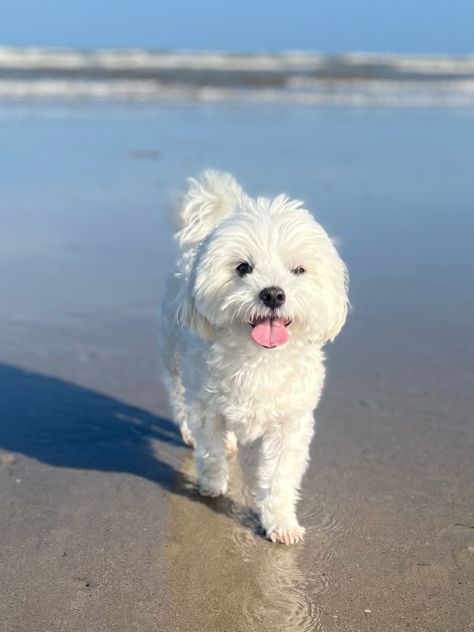 Bring home the charm of a Maltese with this delightful print, featuring the breed's signature fluffy coat and sweet expression. Ideal for adding warmth to any room, this high-quality artwork is perfect for dog lovers and Maltese fans alike. Add this adorable Maltese print to your décor or give it as a thoughtful gift! White Maltese, Maltese Aesthetic, White Fluffy Puppies, Mini Maltese, Cute Dogs Images, Mini Dogs, Happy Puppy, Maltese Puppy, Maltese Dogs