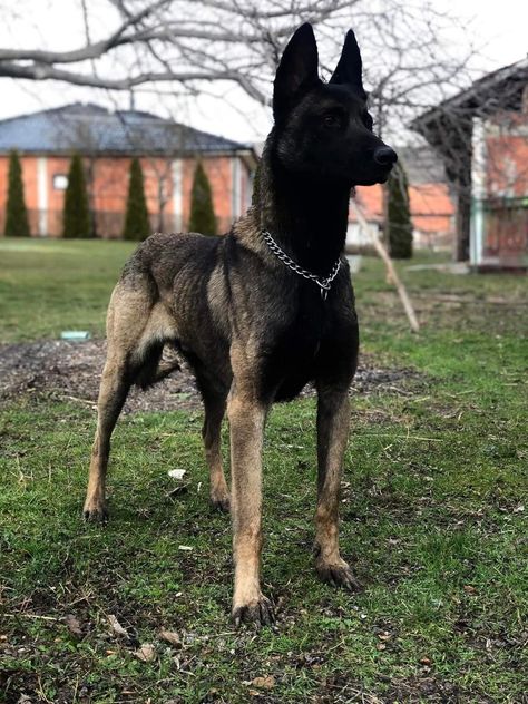 After 700 days at the shelter, an elderly dog finally got a new home and a new name! Malinois Dog Colors, Silver Belgian Malinois, Belgian Malinois Jet Black, German Shepherd Belgian Malinois, Belgian Malinois Mahogany, Belgian Malinois Scary, Black Malinois Dog, Mallinos Dog, Blue Belgian Malinois