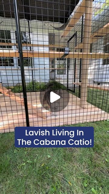 Habitat Haven - Catios and Cat Enclosures on Instagram: "This Catio Cabana is UNREAL! 🙀😻" Diy Catio Plans Free, Catio Cats, Outside Cat Enclosure, Catio Plans, Cat Habitat, Cat Enclosures, Cat Patio, Cat Enclosure, October 15