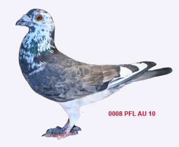 Racing Pigeon Breeders For Sale $45 and less - Pigeon-Talk Homing Pigeons For Sale, Racing Pigeons For Sale, Racing Pigeon Lofts, Pigeons For Sale, Pigeon Pictures, Homing Pigeons, Pigeon Loft, Pigeon Breeds, Dove Pigeon