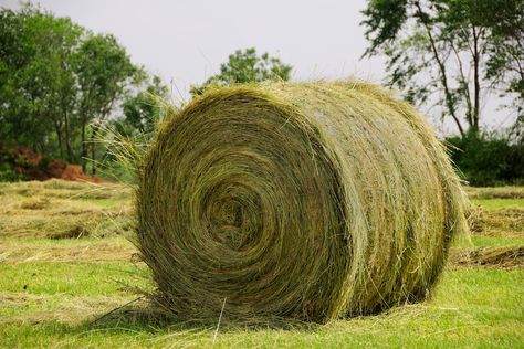 Alfalfa Hay, Horse Hay, Grass Hay, Bermuda Grass, Types Of Grass, Types Of Horses, Horse Owner, Horse Love, The United States