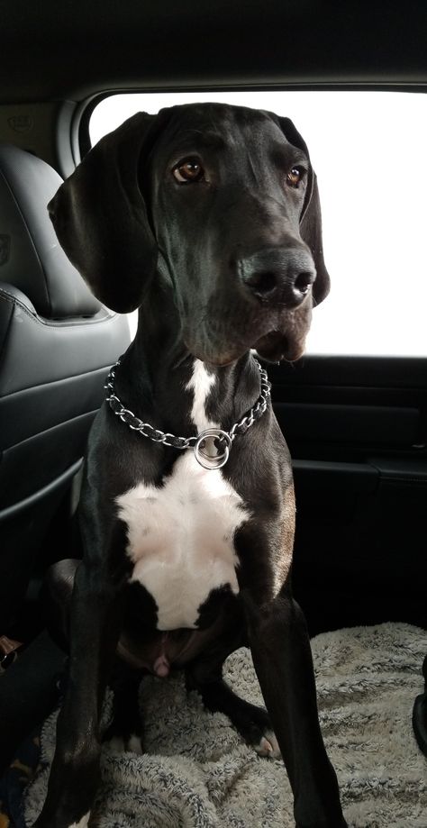 Handsome ; Adorable ; Black beauty ; Great Dane Puppy Great Danes Aesthetic, Great Dane Black, Black Great Dane Aesthetic, Black Great Dane, Great Dane Aesthetic, Black Great Dane Puppy, Blue Merle Great Dane, Merle Great Danes, Black Great Danes