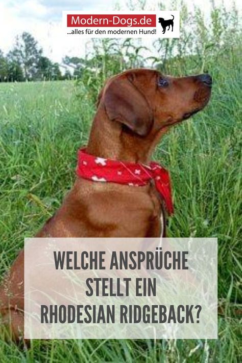 Ursprünglich aus Südafrika und Simbabwe stammend ist der Rhodesian Ridgeback ein Hund, der sich besonders vielseitig nutzen lässt. Er ist ein absolut toller Familienhund, der besonders Kinder über alles liebt und ihnen ein hervorragender vierbeiniger Begleiter ist. Erfahre mehr über diese Hunderasse in unserem Rasseportät. #hunde #hunderassen #hundewissen #moderndogs Rodeshian Ridge Back, African Ridgeback Dogs, Rhodesian Ridgeback Aesthetic, Thai Ridgeback Dog, Rhodesian Ridgeback Training, Rhodesian Ridgeback, Modern Dog, Dogs, Quick Saves