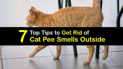 11 Natural Ways to Keep Stray Cats Away How To Remove Cat Pee Smell, Remove Cat Pee Smell, House Smells Like Cat Pee, Cat Smell Out Of House How To Remove, How To Get Cat Pee Out Of Carpet, Cat Smell Out Of House, How To Get Rid Of Cat Pee Smell In House, Cat Urine Smell Remover, Cat Smell