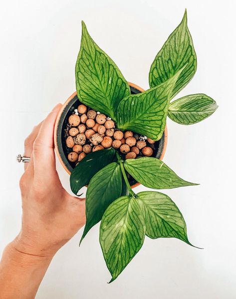 Hoya Polyneura Care Tips You Wish You Knew Earlier Hoya Polyneura, Plant Goals, Plant Pests, Big Plants, Plant Decor Indoor, Foliage Plants, Plant Mom, Plant Collection, Landscaping Plants