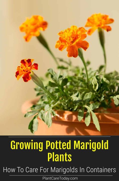 Marigolds are prized for their cheery yellow or orange flowers, making them excellent potted plants. We share tips on growing and caring for your potted marigolds. Marigold Plant, What To Plant With Marigolds, Marigolds In Pots, Potted Marigolds, Marigold Container Ideas, Marigold Planter Ideas, What To Plant With Marigolds In A Pot, Marigold Care Tips, Pot Marigold Flower