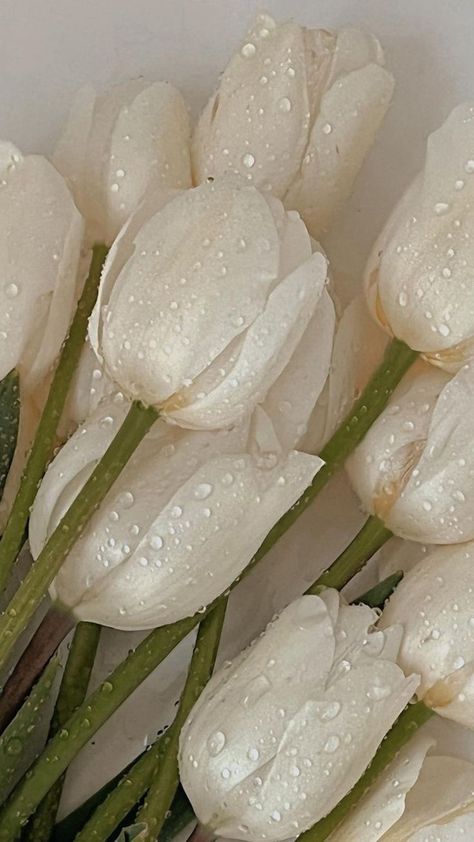 White Aesthetic Flowers, Artificial Tulips, Flowers Real, Tulip Bouquet, Aesthetic Flowers, Morning Dew, Flower White, Kitchen Decoration, Tulips Flowers