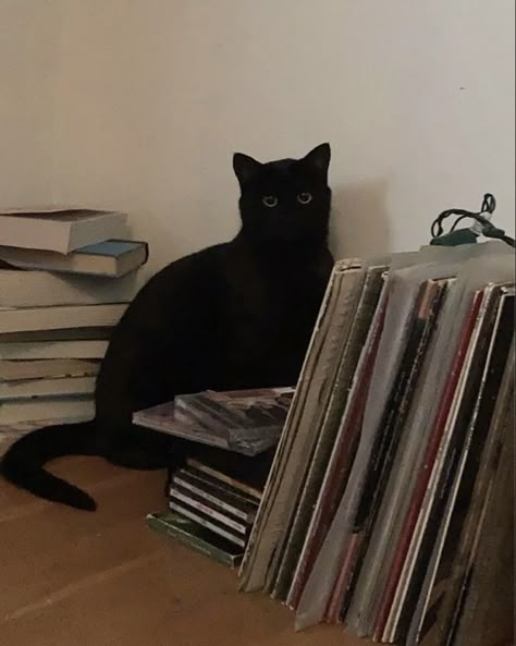 Black Cats, Black Cat, Books, Black