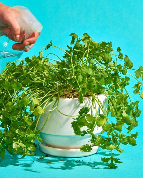 How to Grow Cilantro Plants | Apartment Therapy Growing Cilantro Outdoors, Grow Cilantro Indoors, How To Grow Cilantro, Growing Coriander, Grow Cilantro, How To Harvest Cilantro, Plants Apartment, Cilantro Plant, Cilantro Seeds