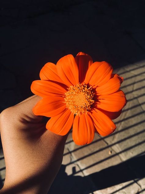 - ̗̀   ❁ Pinterest/Tumblr: @summ33rct  ❁  ̖́- Orange Tumblr, Orange Walls, Orange You Glad, Orange Aesthetic, Trendy Flowers, Orange Wallpaper, Orange Crush, Orange Is The New Black, Yellow Aesthetic