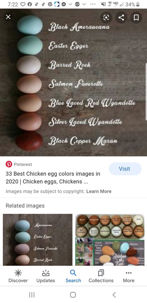 Silver Laced Wyandotte Eggs, Saphire Gems Chicken Eggs, Blue Laced Red Wyandotte, Chicken Egg Colors, Laced Wyandotte, Chickens And Ducks, Hobby Farm, Chicken Breeds, Silver Lace