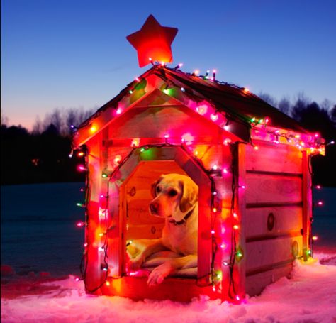 I liked what the person said who pinned this pic, "This provides a special meaning to Being in the Dog House."  :) Dog Houses, Christmas Joy, Christmas Animals, Dog House, 365 Days, Christmas Cheer, Christmas Dog, Christmas Magic, Favorite Holiday