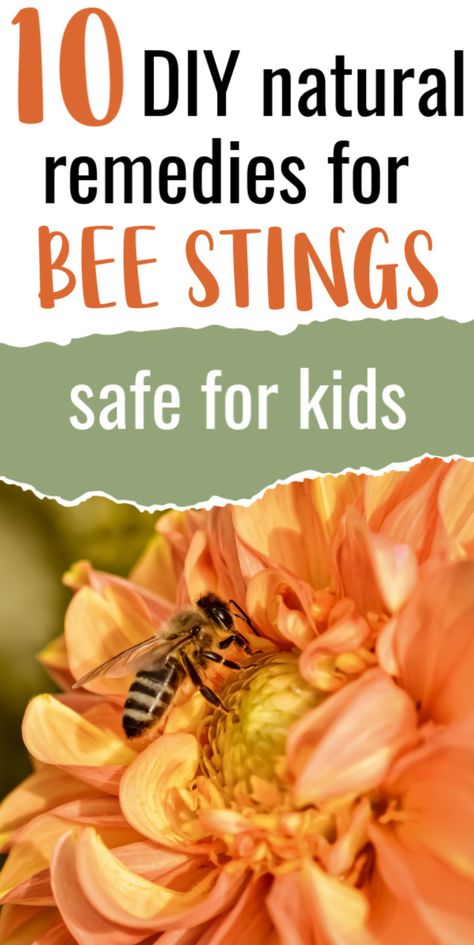 Here are ten of the most popular home remedies for bee stings to keep on hand just in case you have a run in with one of our winged friends this summer. Bee Sting Remedy, Bee Sting Swelling, Bee Sting Relief, Wasp Sting Remedy, Remedies For Bee Stings, Honey Bee Pollen, Diy Bee, Wasp Stings, Family Safety