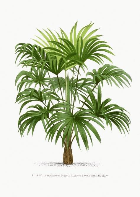 Plants Aesthetic Wallpaper, Botanical Library, Palm Tree Illustration, Tiki Pop, Vintage Palm Tree, Plants Aesthetic, Vintage Botanical Illustration, Illustration Botanical, Detailed Coloring Pages