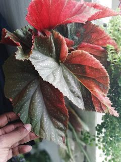 Begonia Varieties And Names, Cane Begonia Varieties, Begonia Rex Varieties, Rex Begonia Varieties, Types Of Begonias Plants, Begonia Types, Types Of Begonias, Begonia Varieties, Dragon Wing Begonia