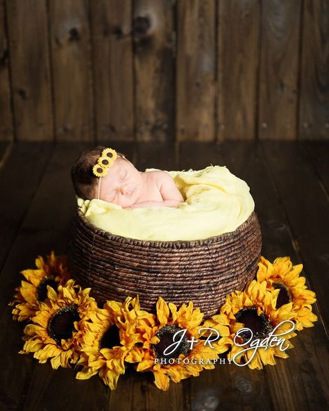 Newborn in basket with sunflowers - Bangor Maine Newborn Photography Fall Newborn, 6 Month Baby Picture Ideas, Bangor Maine, Sunflower Photography, Foto Newborn, Sunflower Baby Showers, Baby Picture Ideas, Newborn Baby Photoshoot, Newborn Pics