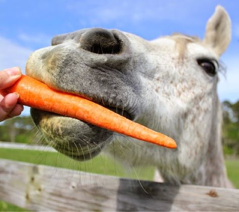 Are you a horse owner? If yes, you may be surprised by this information: my horse has a hobby of all rabbits, loving to eat carrots. Yes, carrots. It’s not a joke. Yesterday, I bought a few carrots for my mother’s lovely bunny. I took one to eat, but I could not finish the carrot, ... The post Can Horses Eat Carrots? Is It So Crazy? appeared first on Horse is Love. Mint Julep Cocktail, Mint Sugar, Exam Week, Eating Carrots, Horse Food, Show Jumping Horses, Equestrian Apparel, Farm Day, Cute Horse Pictures