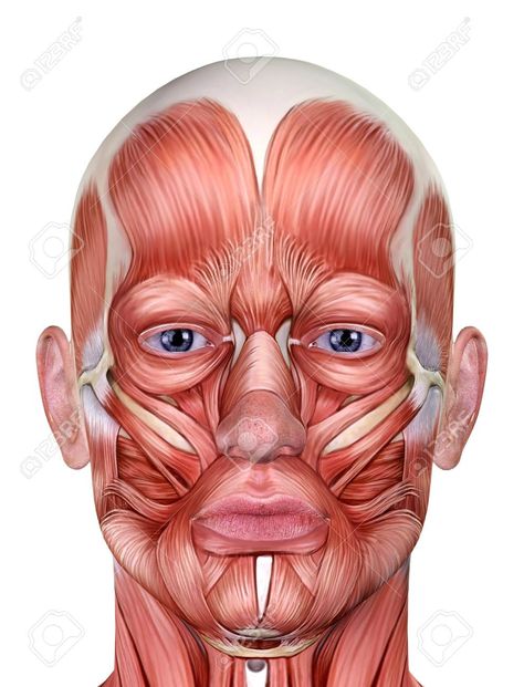 Face Muscles Anatomy, Facial Muscles Anatomy, Muscles Anatomy, Face Muscles, Human Muscle Anatomy, Close Up Art, Anatomy Images, Muscle Structure, Muscles Of The Face