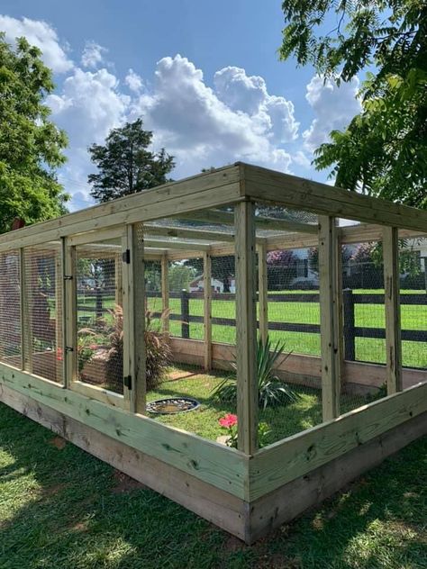 Natural Quail Enclosure, Outside Guinea Pig Enclosure, Outdoor Guinea Pig Habitat, Guinea Pig Outdoor Enclosure, Outdoor Guinea Pig Enclosure, Tortoise House Outdoor, Rabbit Enclosures, Pig Enclosure, Bunny Enclosure