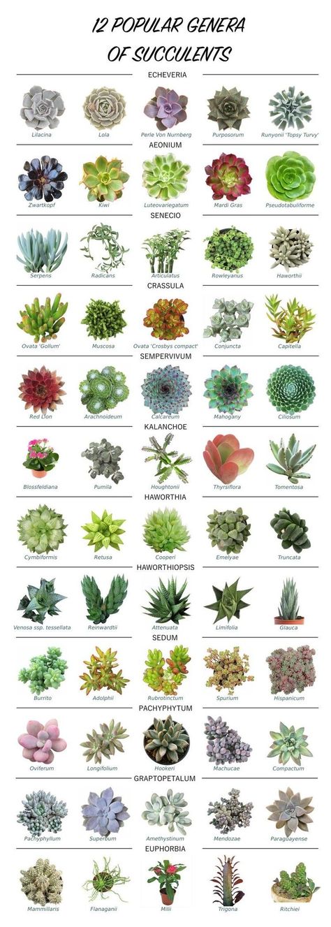 Different Types Of Succulents, Types Of Succulents Plants, Kaktus Dan Sukulen, Succulent Garden Design, نباتات منزلية, Succulent Garden Diy, Types Of Succulents, Succulent Gardening, Garden Types