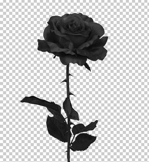 Black Rose White Background, Black Rose Sticker, Black Rose Drawing, Black Rose Painting, Black Flowers Aesthetic, Black Rose Aesthetic, Black Rose Art, White Rose Png, Rose Overlay