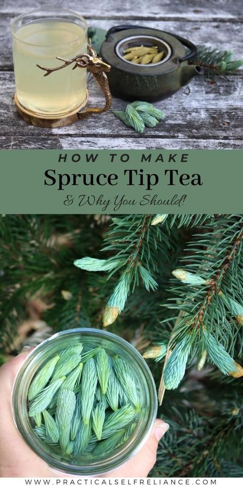 Pine Tips Recipes, Foraged Tea, Wild Cooking, Wild Recipes, Hobbit Food, Medicinal Weeds, Pine Needle Tea, Spruce Tips, Healthy Tea