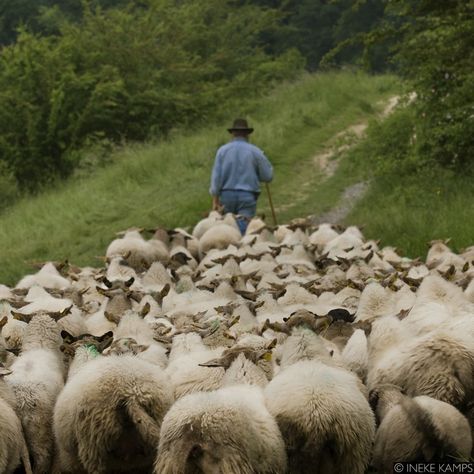 Counting Sheep, Follow The Leader, Shepherds Hut, Sheep Farm, Sheep And Lamb, Green Pasture, The Good Shepherd, The Sheep, The Shepherd