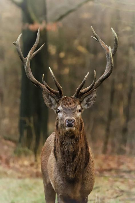 Elk Horns, Whitetail Deer Pictures, Water Deer, Moose Pictures, Red Deer Stag, Canadian Animals, Deer Wallpaper, Big Deer, Deer Species