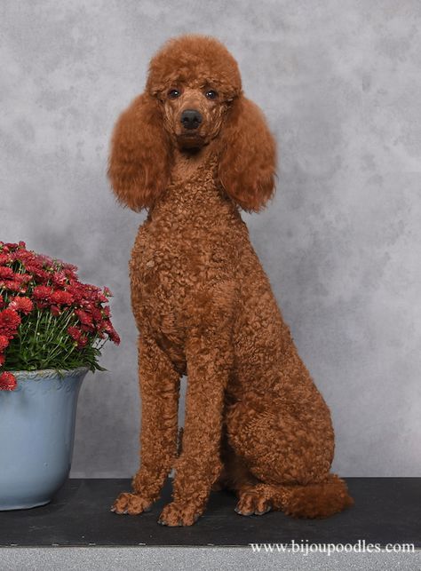 red standard poodle puppies for sale, Brown Standard Poodle puppies for sale Red Poodles Standard, Memory Doodle, Brown Poodle Puppy, Red Mini Poodle, Standard Poodle Teddy Bear, Brown Standard Poodle, Poodle Teddy Bear Cut, Red Standard Poodle, Red Poodle Puppy