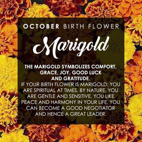 Baby Born Quotes, Born Quotes, Flower Marigold, October Birth Flower, Birthday Month Flowers, October Birth Flowers, Wedding Flower Ideas, October Baby, Flowers Quotes