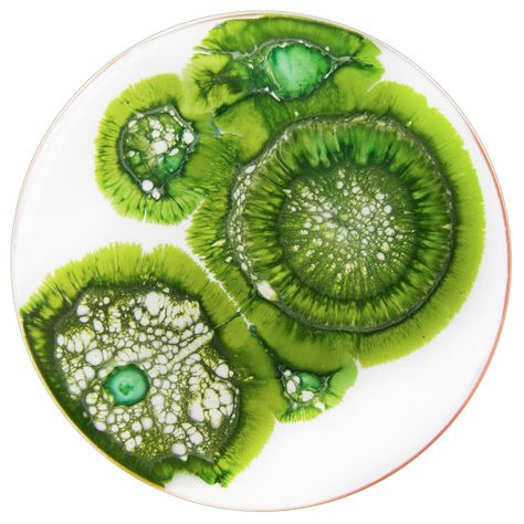 Klari Reis, Alevel Art, Dish Art, Microscopic Photography, A Level Textiles, Petri Dishes, Biology Art, Bio Art, Petri Dish