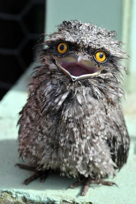 Tawny Frogmouth, Funny Bird Pictures, Weird And Funny, Strange Animals, Welcome To My Youtube Channel, Owl Pictures, Rare Birds, Unusual Animals, Funny Birds