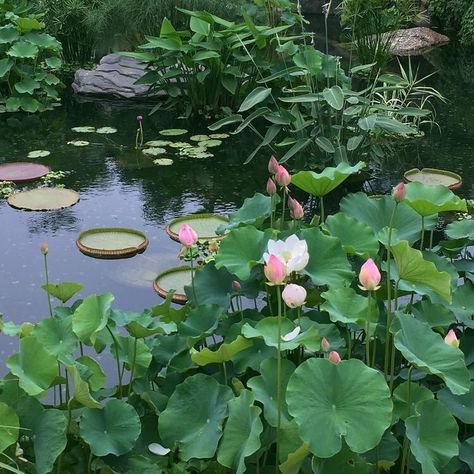 Green Cottagecore, Pink Cottagecore, Lotus Garden, Cottage Core Aesthetic, A Pond, The Pond, Nature Aesthetic, Water Lilies, Pretty Places