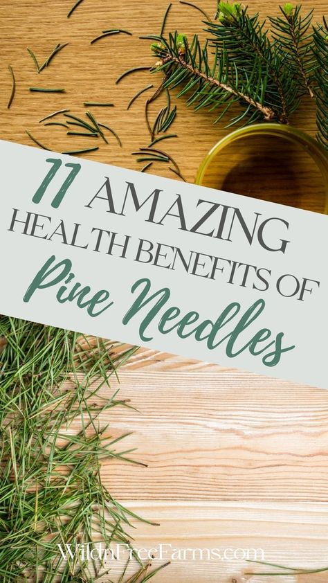 health benefits of pine needles Herbs For Chickens, Medicinal Wild Plants, Pine Needle Tea, Dandelion Benefits, Tea Health Benefits, Cold Sores Remedies, Herbal Tinctures, Natural Cold Remedies, Cough Remedies