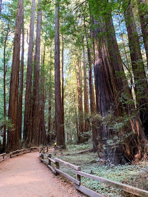 San Francisco Redwoods, Muir Woods National Monument, Cali Trip, Visit San Francisco, Muir Woods, Redwood Tree, Set Ideas, Redwood Forest, Road Trip Itinerary