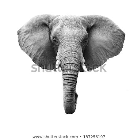 Elephant Head Drawing, Mandala Elephant Tattoo, Elephant Images, Tattoo Background, Elephant Face, Elephant Illustration, Elephant Drawing, Elephant Tattoo, Face Pictures