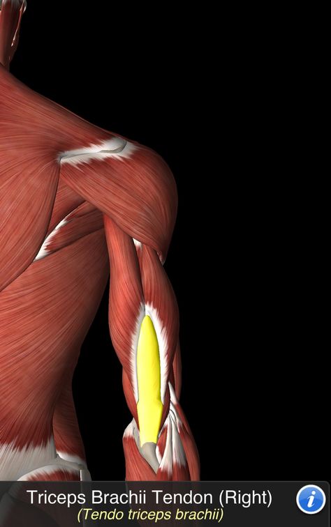 Tendo Triceps Brachii Triceps Anatomy, Human Anatomy, Anatomy, Gym, Human