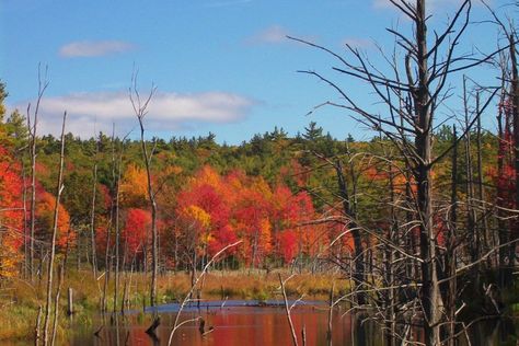 Fall Foliage In Massachusetts, Boston Massachusetts Fall, Fall River Massachusetts, Leaf Peeping, New England Fall, New England Travel, Green Mountain, Fall Foliage, Massachusetts