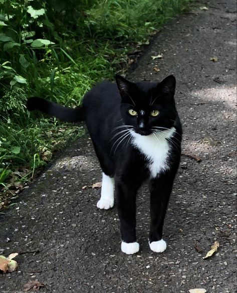 Black And White Tuxedo Cat, Black And White Tabby Cat, Better Cr Dr Aesthetic, Tuxedo Cat Aesthetic, Cats Tuxedo, Black Tabby Cat, Black Tuxedo Cat, Making Wallpaper, Black And White Cats