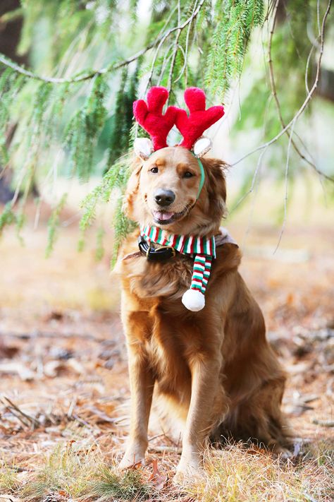 ZippyPaws - Antlers Dog Accessory -- You can find out more details at the link of the image.-It is an affiliate link to Amazon. Pet Deer, Dog Antlers, Holiday Headbands, Holiday Dog, Pet Bow Ties, Reindeer Antlers, Santa Paws, Dog Costumes, Dog Holiday