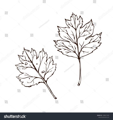 Hawthorn Drawing, Hawthorn Leaves, Hawthorn Leaf, Drawing Leaf, Engraved Illustration, Leaves Vintage, Engraving Illustration, Leaves Vector, Illustration Background