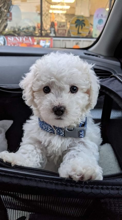 White Maltipoo Full Grown, White Toy Poodle Puppy, White Maltipoo Puppy, Poodle White, Bichon Poodle Haircut, White Puppy, White Poodle Puppy, Maltipoo Puppy White, French Poodle