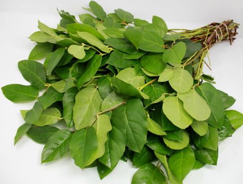 Buy Online High quality and Fresh Salal - Greenchoice Flowers Flower Scissors, Lemon Leaf, Flower Identification, Lemon Leaves, Floral Greenery, Evergreen Plants, Flower Care, Fresh Cut, Greenery Wedding