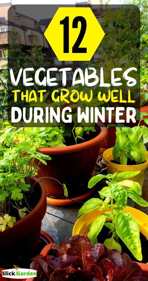 12 Vegetables That Grow Well During Winter. Vegetables in pots require more attention than plants grown in-ground. But tasks like watering and weeding are significantly fun and easy. Elderly gardeners and children may find it enjoyable, knowing the whole family will enjoy fresh produce from the garden. Growing Winter Vegetables, Winter Veggies, Tattoo Plant, Vegetables To Grow, Winter Vegetables Gardening, List Of Vegetables, Fall Garden Vegetables, Backyard Vegetable Gardens, Winter Vegetables