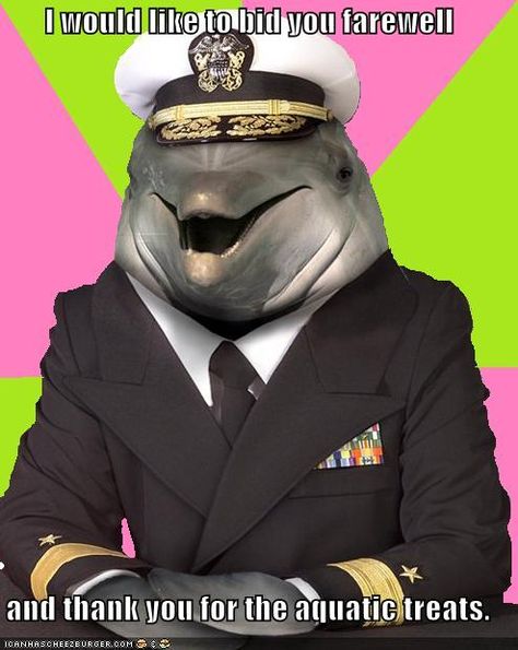 I would like to bid you farewell  and thank you for the aquatic treats. Classic Meme, Funny Dolphin, Laughing So Hard, Baby Dogs, Bones Funny, Funny Photos, Dolphins, Make Me Smile, I Laughed