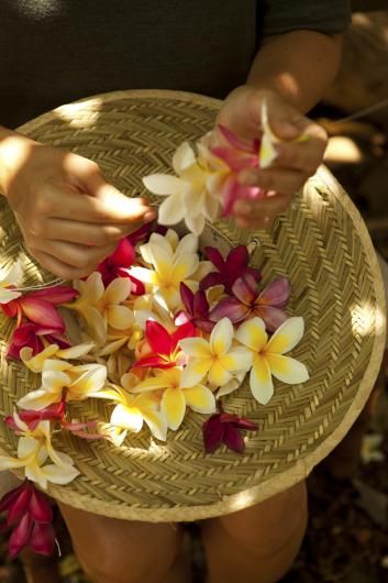 Hawaii Culture Aesthetic, Hawaii Spa, Hawaii Culture, Hawaii Festival, Lei Hawaii, Frangipani Wedding, Lei Day, Plumeria Tree, Fiji Culture