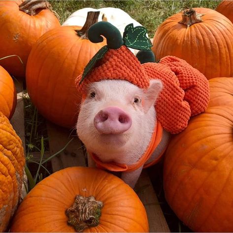 Dream Pet, Pig House, Pigs, Cute Animals, Pet, Instagram Photos, Halloween, Animals, Instagram